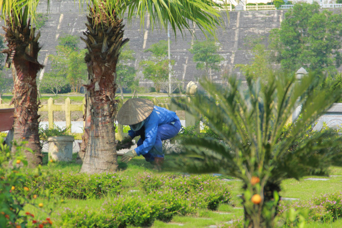 Nhân viên chăm sóc cây xanh tại công viên.