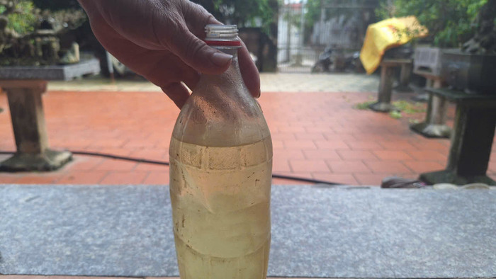 Tinh dầu húng quế có màu vàng nhạt, mùi khá nồng. (Ảnh: Mạnh Đoàn) gdvn_trong-cay-duoc-lieu-hung-que-o-hong-thai-phu-xuyen-ha-noi (2).jpg