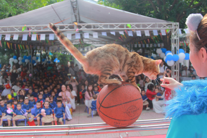 Tiết mục xiếc mèo đi trên quả bóng. Tiết mục xiếc mèo đi trên quả bóng.