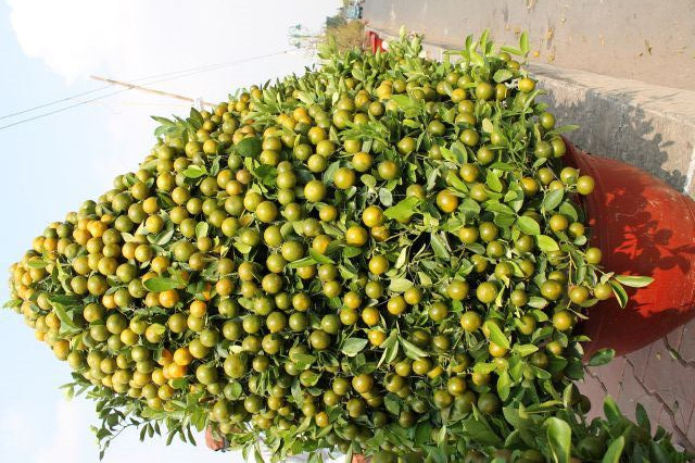 Chậu quất say trái có giá bạc triệu cũng thu hút khách