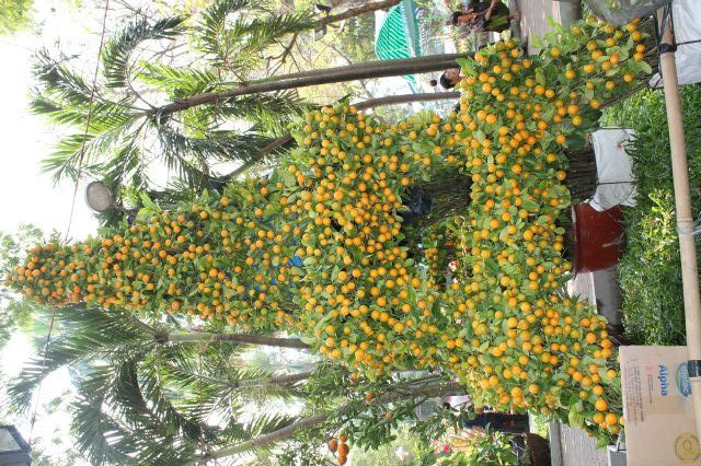 Tháp Eiffel được làm từ cây quất cũng có giá bạc triệu