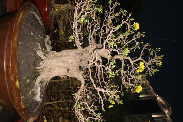 Cây mai cổ thụ gần 300 tuổi có giá 1.8 tỷ được chào bán tại chợ hoa công viên 23/9