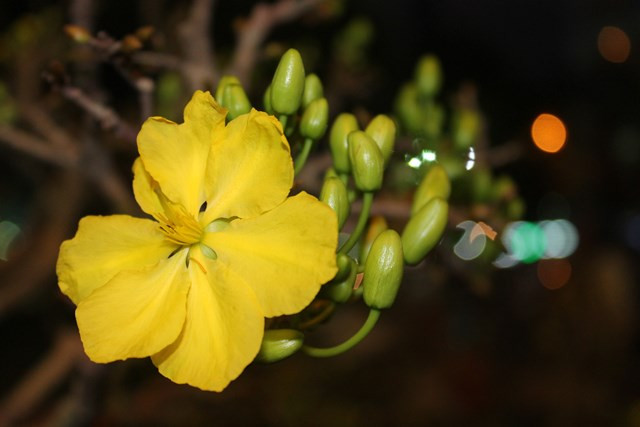 Cánh mai rực rỡ của cây mai giá bạc tỷ