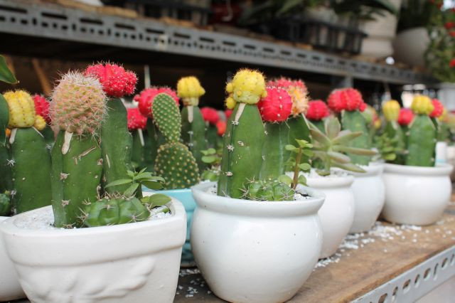 Những chậu xương rồng có giá từ 40 ngàn đồng trở lên