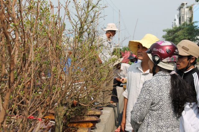 Đa phần khách hàng chưa dám mua mai tết lúc này, vì lo sợ thời tiết làm mai không đươm nụ. Họ vẫn chờ vài ngày nữa để chủ hàng chăm sóc, rồi quay lại chọn sau