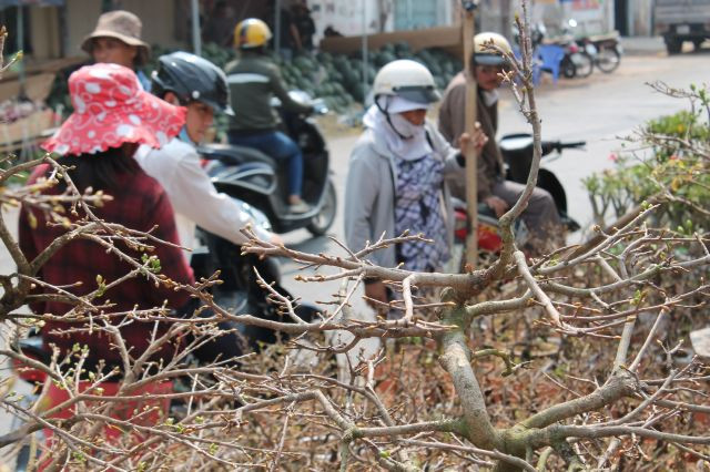 Thời tiết lạnh khiến mai ít ra nụ hơn so với các năm trước khiến người bán lo lắng, người mua cũng e dè