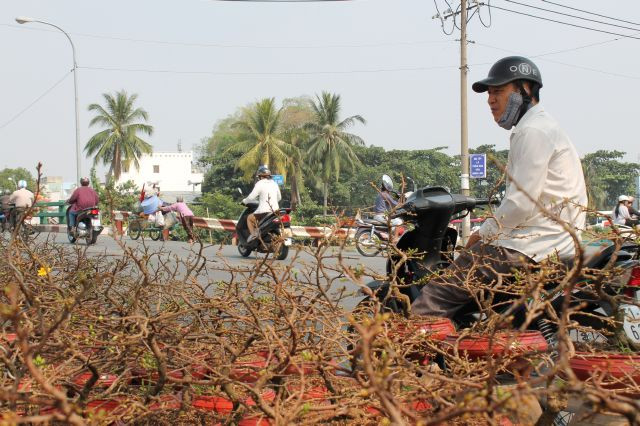 Nhiều người bâng khuâng lựa chọn những chậu hoa kiểng ưng ý trước sự đa dạng, nhiều chủng loại tại đây