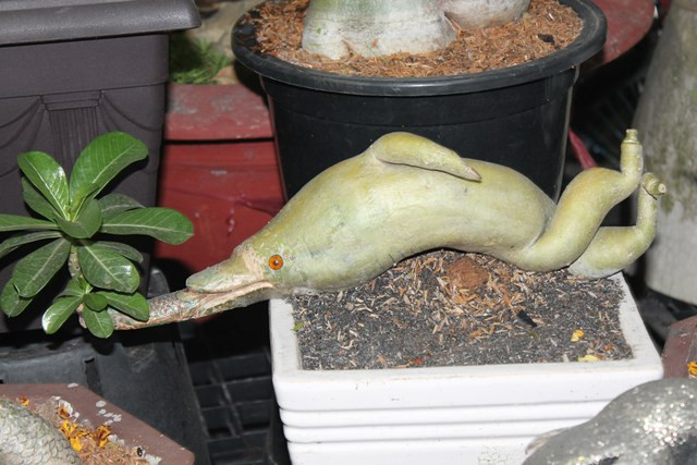 Chú cá heo được tạo từ gốc sứ thế này cũng có giá trên 5 triệu đồng