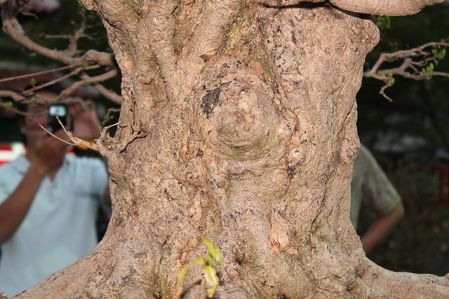 Thân u nần tạo nên nhiều hình dáng kỳ quái và đầy ấn tượng