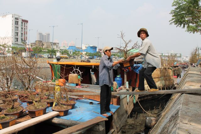 Khẩn trương chuyển hoa kiểng lên bờ để kịp phục vụ người Sài Thành đón Tết