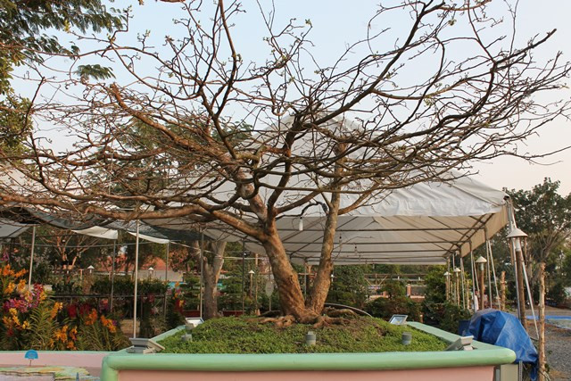 Cây mai có hình bản đồ Việt Nam và 2 quần đảo Hoàng Sa, Trường Sa có giá gần 1 tỷ đồng tại chợ hoa xuân Phú Mỹ Hưng