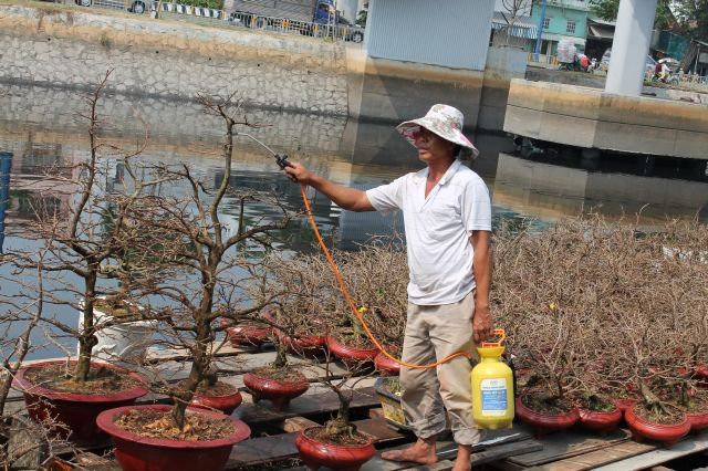 Và chăm sóc cẩn thận những gốc mai để trổ hoa kịp Tết