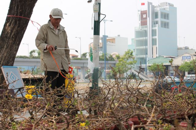 Nhiều chủ hàng bán mai phải thường xuyên tưới nước để đương nụ kịp chơi Tết