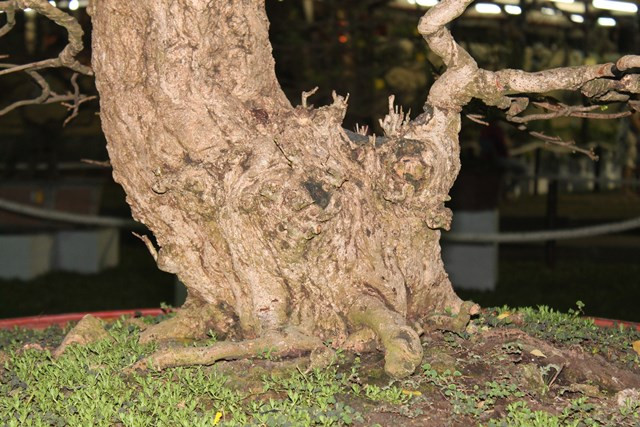 Gốc xù và có đường kính lên đến 40cm