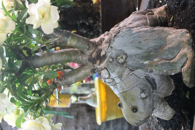 Theo nghệ nhân Nguyễn Huy Hoàng, việc tạo hình từ gốc sứ rất công phu và gặp nhiều khó khăn, đặc biệt là khâu chăm sóc. Nếu không biết cách sẽ làm cho gốc sứ bị thối và chết sau khi tạo hình. Chính vì thế mà giá của các gốc sứ có hình con vật thường rất cao, từ vài triệu đồng trở lên.