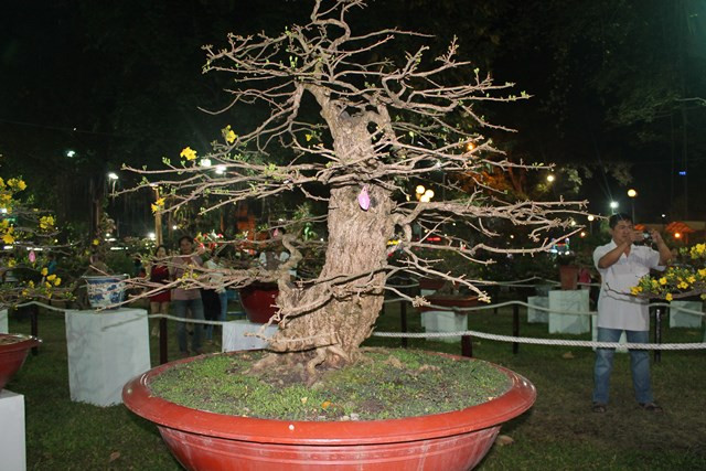 Gốc mai có giá 2.5 tỷ đồng tại Hội hoa xuân Tao Đàn