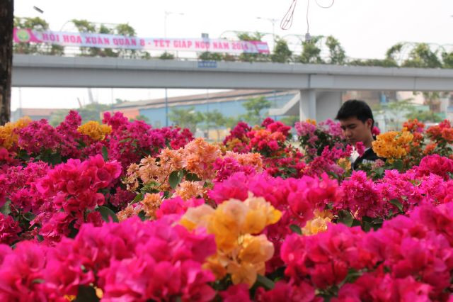 Sặc sỡ sắc màu tại bến Bình Đông có lẽ là hoa giấy đa màu với giá bình dân 150 ngàn đồng/chậu