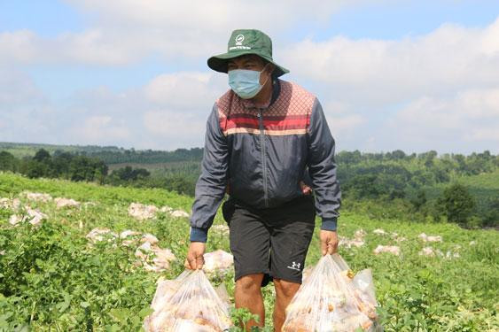 Anh Nguyễn Văn Kiều thu hoạch vườn củ cải gửi tặng người dân Thành phố Hồ Chí Minh. (Ảnh: Báo Người lao động) Anh Nguyễn Văn Kiều thu hoạch vườn củ cải gửi tặng người dân Thành phố Hồ Chí Minh. (Ảnh: Báo Người lao động)