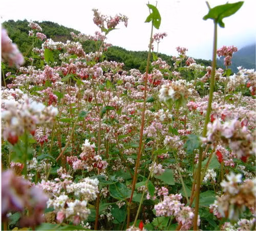 Hoa tam giác mạch, vẻ đẹp diệu kì, huyền bí. Hoa tam giác mạch, vẻ đẹp diệu kì, huyền bí.