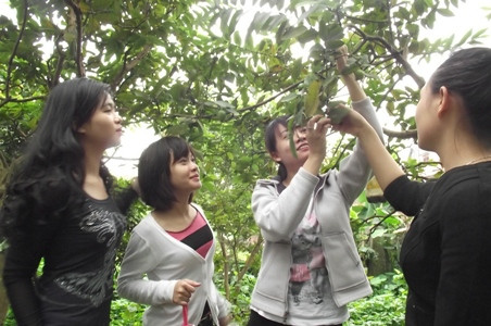 Các bạn trẻ thích thú được tự tay hái ổi Đông Dư (ảnh: Hồ Quỳnh Trang) Các bạn trẻ thích thú được tự tay hái ổi Đông Dư (ảnh: Hồ Quỳnh Trang)