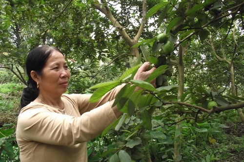 Bà Dinh hái ổi trong vườn nhà (ảnh: Hồ Quỳnh Trang) Bà Dinh hái ổi trong vườn nhà (ảnh: Hồ Quỳnh Trang)