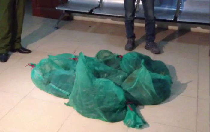 Gần 70 kg rắn được cho là bị săn bắt trộm từ các khu rừng phía Nam. Gần 70 kg rắn được cho là bị săn bắt trộm từ các khu rừng phía Nam.