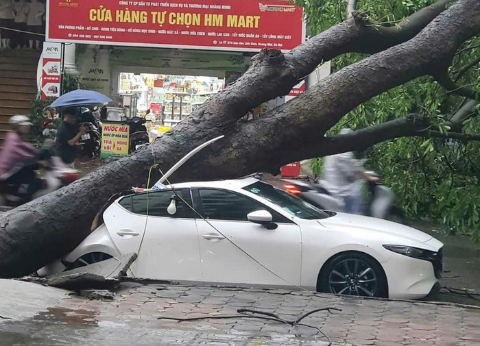 Sau trận mưa dông vào chiều 6/9 tại Thành phố Hà Nội, có phương tiện ô tô bị cây đổ đè trúng. Trong hình, một chiếc ô tô ở khu vực Linh Đàm (Hoàng Mai) bị cây lớn đè trúng. (Ảnh: TP) cay-do.jpg