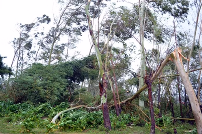 Niều cây xanh bị gãy đổ.