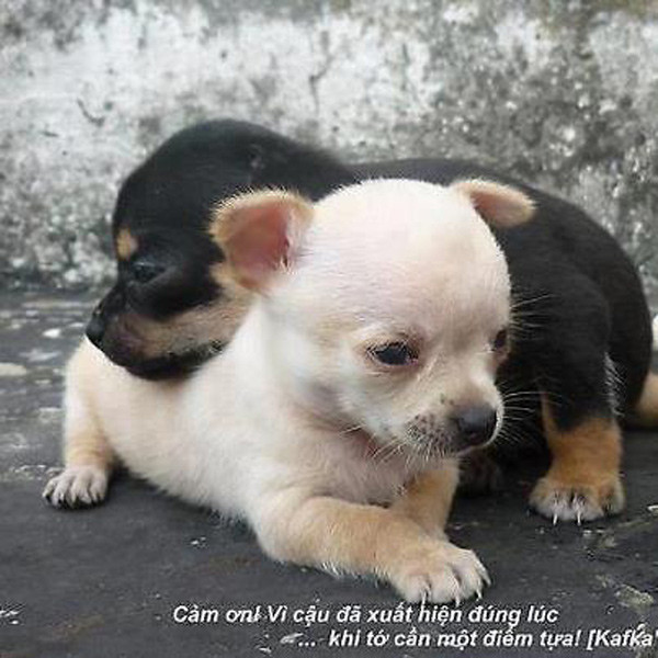 "Cảm ơn vì cậu đã xuất hiện đúng lúc khi tớ cần một điểm tựa ở bên" "Cảm ơn vì cậu đã xuất hiện đúng lúc khi tớ cần một điểm tựa ở bên"
