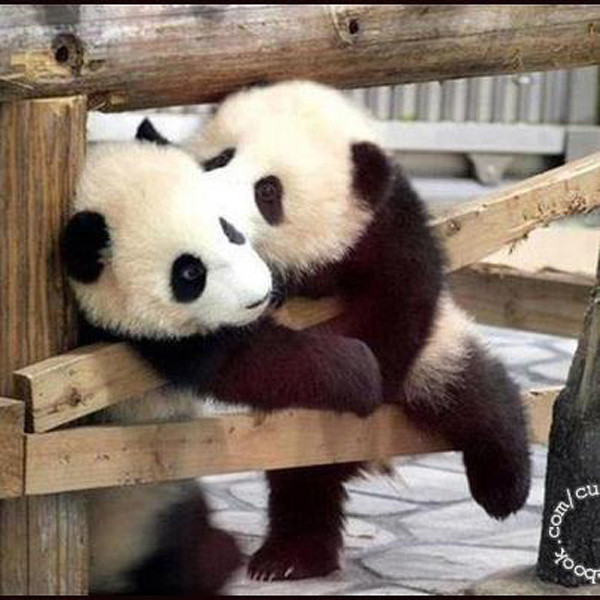 Gấu trúc ta cũng gác chân lên hôn "đằng ấy". Gấu trúc ta cũng gác chân lên hôn "đằng ấy".