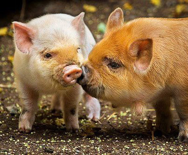 "Dù anh chỉ là một chú lợn rừng, anh vẫn muốn nói: anh yêu em" "Dù anh chỉ là một chú lợn rừng, anh vẫn muốn nói: anh yêu em"
