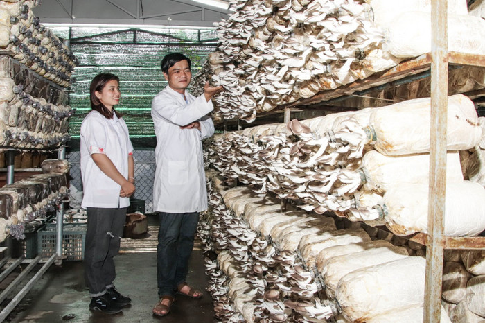 Sinh viên ngành Nông học, Khoa Khoa học Tự nhiên, Trường Đại học Quy Nhơn đang thực tập trong Nhà nuôi trồng nấm tại Trường. Ảnh: NTCC Ảnh 1.jpg