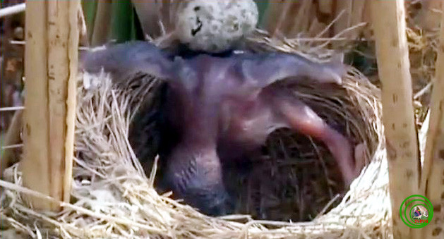 Cách hành sử tàn ác của chim tu hú non Endynamis scolopaceav Ảnh: Phùng Mỹ Trung Cách hành sử tàn ác của chim tu hú non Endynamis scolopaceav Ảnh: Phùng Mỹ Trung