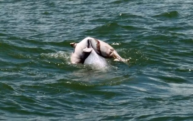 Cá heo mẹ cõng xác con trên lưng.