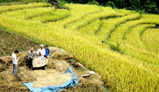 Cảnh thu hoạch của bà con vùng cao. Cảnh thu hoạch của bà con vùng cao.