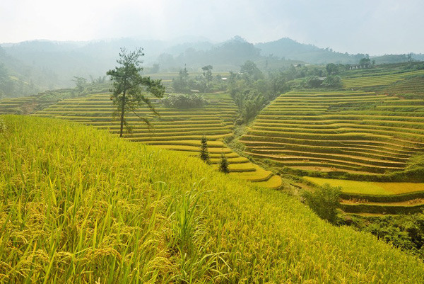 Sau lớp sương mù phảng phất, 1 sườn đồi vàng rực lúa chín hiện ra. Bức tranh miền Tây Bắc vào mùa thu hoạch đẹp mê hồn. Sau lớp sương mù phảng phất, 1 sườn đồi vàng rực lúa chín hiện ra. Bức tranh miền Tây Bắc vào mùa thu hoạch đẹp mê hồn.