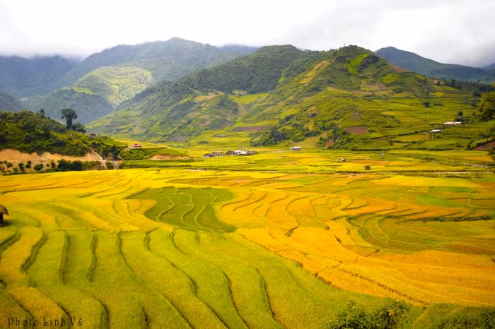 Những mảng màu xanh, vàng quyện lẫn tạo nên 1 bức tranh tuyệt đẹp.
