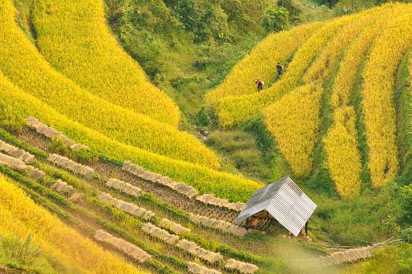 Lúa vàng trải miên man từ đỉnh dốc xuống chân dốc. Lúa vàng trải miên man từ đỉnh dốc xuống chân dốc.