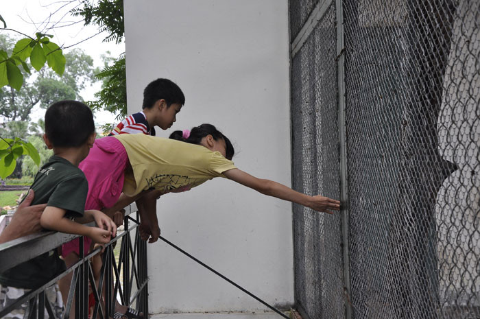 Nhiều em nhỏ còn cố gắng với tay vào tận nơi đưa thức ăn cho những chú khỉ trong chuồng. Nhiều em nhỏ còn cố gắng với tay vào tận nơi đưa thức ăn cho những chú khỉ trong chuồng.