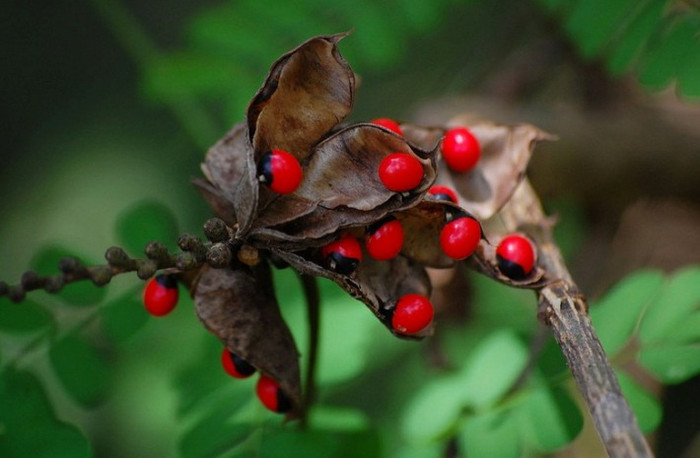 Tuy vậy, những hạy này có chứa chất abrin là độc tố rất mạnh, có thể gây chết người dù chỉ nhai vài hạt.