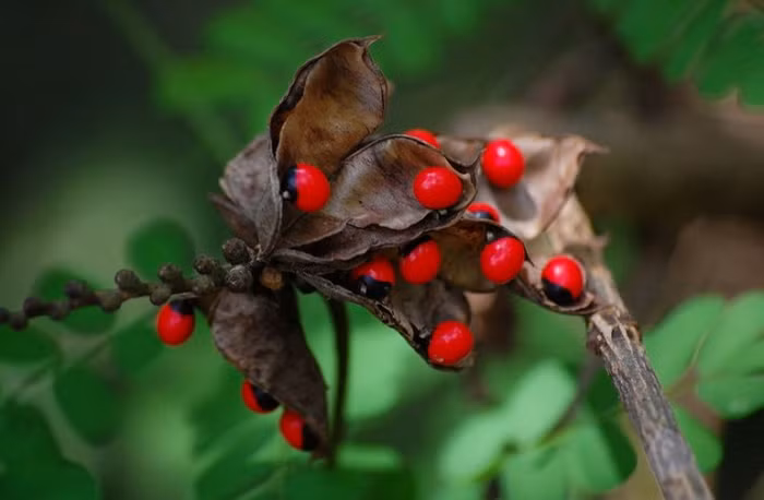 Tuy vậy, những hạy này có chứa chất abrin là độc tố rất mạnh, có thể gây chết người dù chỉ nhai vài hạt.