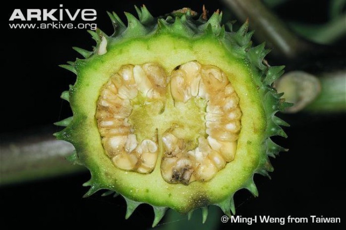 Khi bị ngộ độc cà độc dược, nạn nhân có hiện tượng giãn đồng tử, mờ mắt, tim đập nhanh, giãn phế quản, môi miệng khô, khô cổ đến mức không nuốt và không nói được. Chất độc tác động vào hệ thần kinh trung ương, có thể gây tử vong do hôn mê.