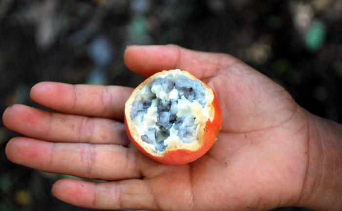 Ruột quả có một lớp cơm nhầy bao bọc trông khá hấp dẫn. Tuy vậy, đây là nơi chứa chất glycosid có thể gây ức chế thần kinh trung ương dẫn đến tử vong nếu ăn phải.