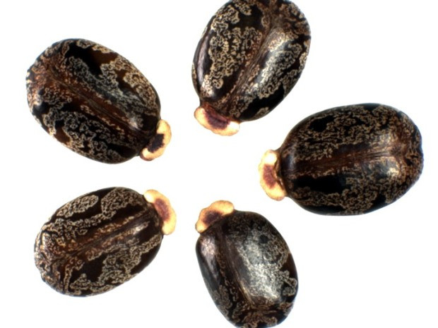 Theo các nhà khoa học, lượng độc tố từ 5 - 6 hạt thầu dầu có thể khiến một trẻ em nhỏ tử vong, 9 - 10 hạt đủ làm chết một người lớn.