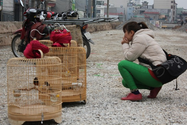 Một cô gái đi đường ngẩn ngơ trước tiếng hót của chim chào mào bày bán ven đường