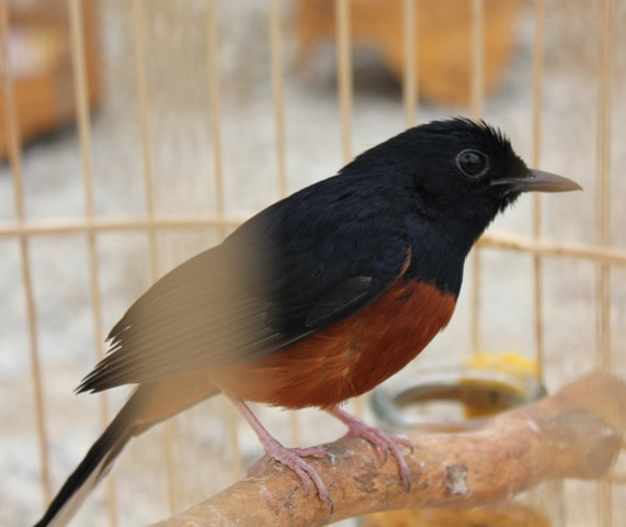 Chú chào mào rừng có giọng hót đanh thép