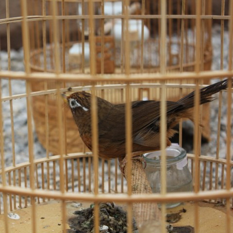 Họa mi chiến được dân chơi chim chọn mua nhiều