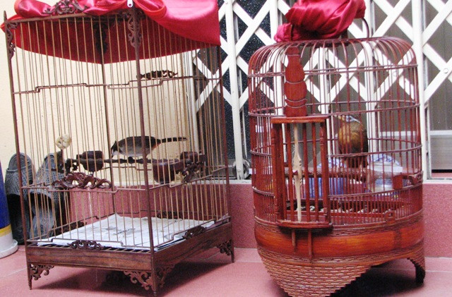 Hai lồng mi phải đặt cách nhau đẻ tránh mổ đầu