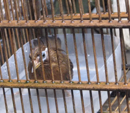 Mi chọi tự tắm táp và ăn uống