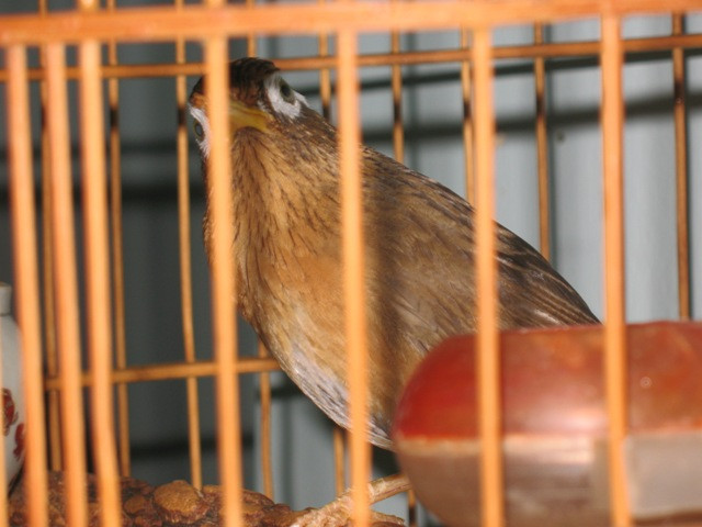 Quan sát đối thú Quan sát đối thú